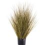 Decorative switchgrass ZAYN, yellow-green, 30"/75cm