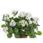 Decorative geranium BERENIKE on spike, crossdoor, white, 16"/40cm, Ø 2"-3.1"/5-8cm