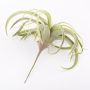 Artificial Tillandsia Cites ANELIA on spike, green-grey, 12"/30cm