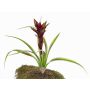 Artificial Guzmania ANELY, flowering, on spike, red, 16"/40cm