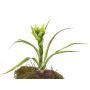 Artificial Guzmania ANELY, flowering, on spike, green, 16"/40cm
