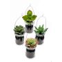 Artificial succulent hanging basket LASEO in decorative glass, 4 pieces, multicoloured, 10cm
