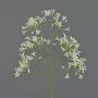 Decorative saxifrage BOUZA, flowering, cream, 26"/65cm