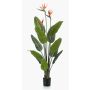 Decorative strelitzia TAPIES, orange-purple, 4ft/120cm