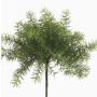 Artificial plant Asparagus sprengeri MONET , spike, 3.9"/10cm