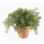 Artificial Asparagus sprengeri ‘MONET’ in a terracotta pot, 20 cm