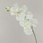 Artificial Phalaenopsis orchid branch ANAT, cream, 3ft/100cm