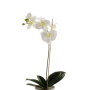 Decorative Phalaenopsis orchid ISIS, spike, white, 24"/60cm