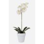 Plastic Phalaenopsis orchid ISIS, ceramic pot, white, 55cm