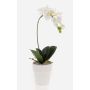 Plastic Phalaenopsis orchid ISIS, ceramic pot, white, 40 cm