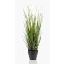 Decorative Foxtail grass OTIS with panicles, green, 22"/55cm