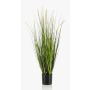Decorative Foxtail grass OTIS with panicles, green, 3ft/90cm