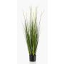 Decorative Foxtail grass OTIS with panicles, green, 4ft/120cm