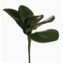 Decorative leaves Phalaenopsis orchid NIUT, spike, green, 10"/25cm