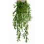 Decorative Asparagus sprengeri COLE, spike, 30"/75cm