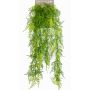Decorative Asparagus plumosus COLE, spike, 31"/80cm