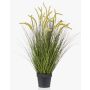 Decorative foxtail grass CAREL with panicles, green, 3ft/100cm