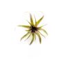 Decorative Tillandsia Cites GIANINA on spike, green-red, 7"/18cm
