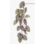 Decorative begonia rex branch MEIRA, green-pink, 4ft/110cm