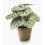 Artificial plant: MEIRA leaf begonia in a terracotta pot, green-grey, 10"/25cm