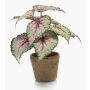 Artificial plant: MEIRA leaf begonia in a terracotta pot, green-pink, 10"/25cm
