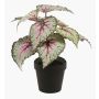 Decorative begonia rex MEIRA, green-pink, 10"/25cm