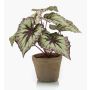 Artificial plant: MEIRA leaf begonia in a terracotta pot, green-violet, 10"/25cm