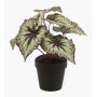 Decorative begonia rex MEIRA, green-violet, 10"/25cm