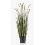 Decorative foxtail grass ANAELLA with panicles, green, 3ft/90cm