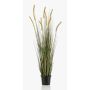 Decorative foxtail grass ANAELLA with panicles, green, 4ft/120cm