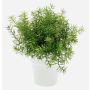 Artificial herbs: Asparagus sprengeri ‘JOSHUA’ in a ceramic pot, 20 cm, Ø 17 cm