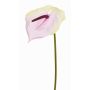 Artificial flamingo flower MOIRA, cream-pink, 75cm, 13x18cm