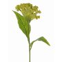 Artificial flower, cockscomb ANUBIS, green-yellow, 60cm, Ø14cm