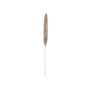 Dried silver pampas grass panicle ALBERICO, natural colour, 135cm