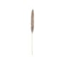 Dried silver pampas grass panicle ALBERICO, natural colour, 4ft/135cm