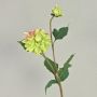 Velvet dahlia PATRITZIA, green-pink, 55cm, Ø4–9cm