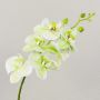 Decorative Phalaenopsis orchid branch OPHELIA, cream-green, 80cm, Ø8–9cm