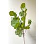 False eucalyptus branch GONNE, green, 33"/85cm