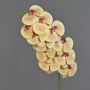 False branch Phalaenopsis orchid XURI, light yellow-fuchsia, 3ft/100cm