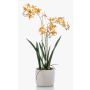 Decorative Renanthera orchid BLANI in ceramic pot, roots, yellow-fuchsia, 22"/55cm