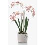 Decorative Renanthera orchid BLANI in ceramic pot, roots, white-fuchsia-yellow, 22"/55cm