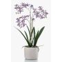 Decorative Renanthera orchid BLANI in ceramic pot, roots, violet-white-yellow, 22"/55cm