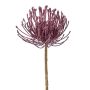 Decorative flower Pincushion protea ZIRMO, purple, 20"/50cm