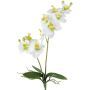 Artificial Phalaenopsis orchid KRUZBER, spike, roots, white-green, 22"/55cm