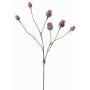 Decorative poppy capsules ASUMAN, brown, 28"/70cm, Ø0.8"-1.2"/2-3cm