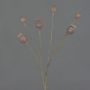 Decorative poppy capsules ASUMAN, brown, 70 cm, Ø 2–3 cm