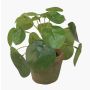Artificial succulent ‘Chinese money plant’ SYBIL in a terracotta pot, green, 13cm