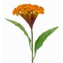 Artificial flower: cockscomb ANUBIS, yellow-orange, 60cm, Ø14cm