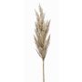 Decorative Pampas Grass Panicle BATERNO, cream, 90cm