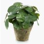 Artificial succulent ‘Chinese money plant’ SYBIL in a terracotta pot, green, 22cm
